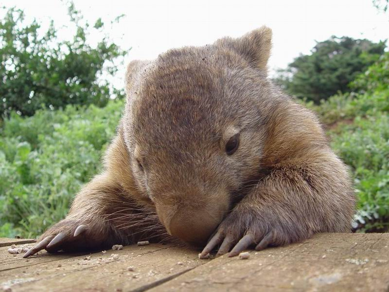 Еды-то дайте или как? Philip Island Australia Wombat