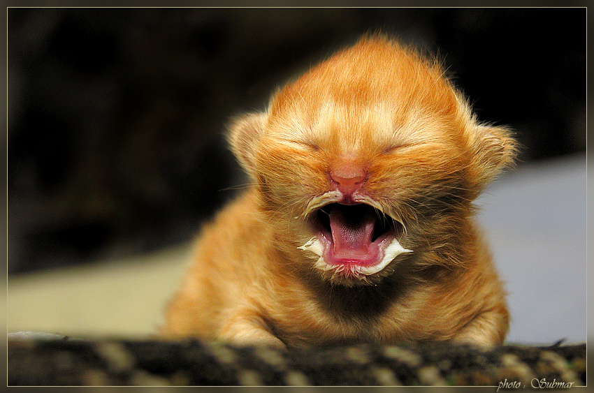 ...Молока давай!... :-) котёнок