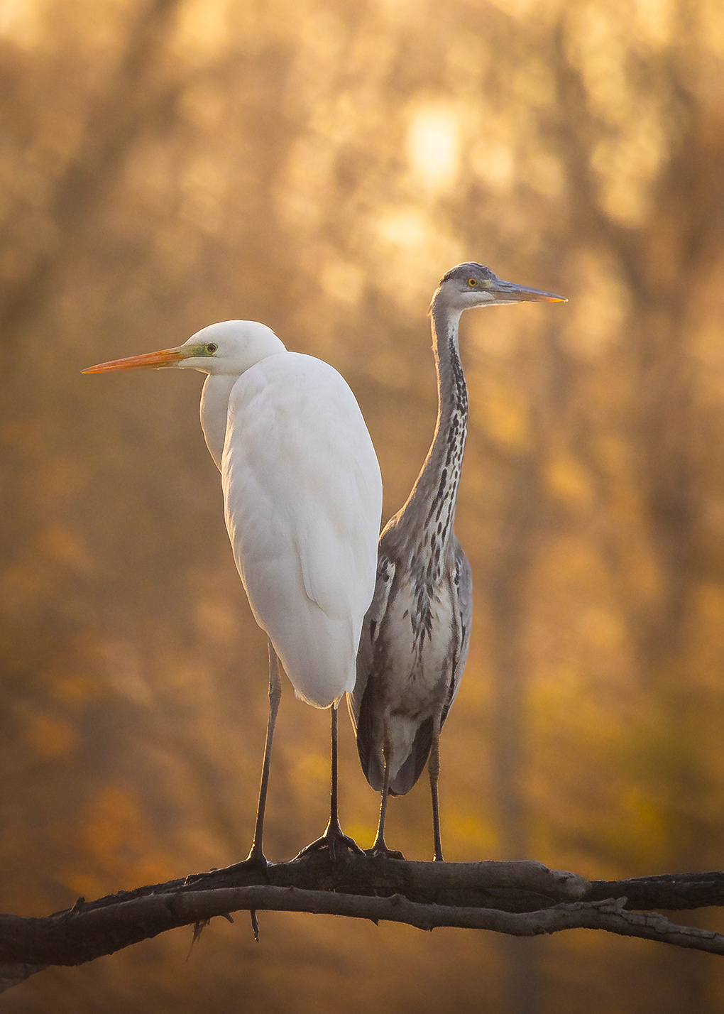 Herons 