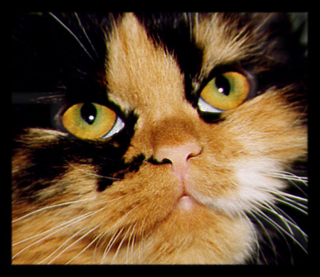 Oh, my little Шушу... кошка кот животные шуша cat domestic animal