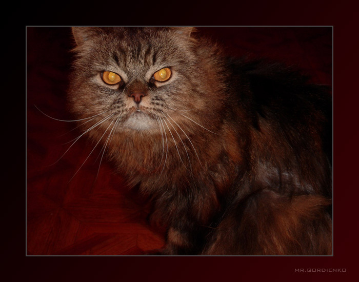 Чиширский кот 