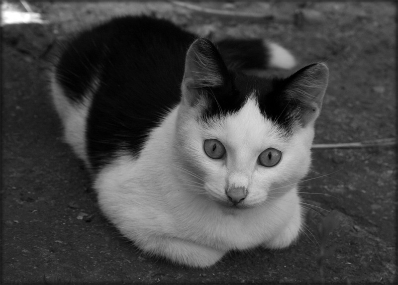 *** черно-белая кошка