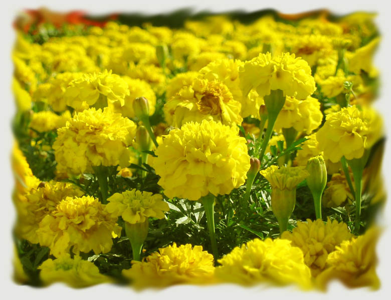 yellow is the colour of the truth, in the morning... yellow flowers