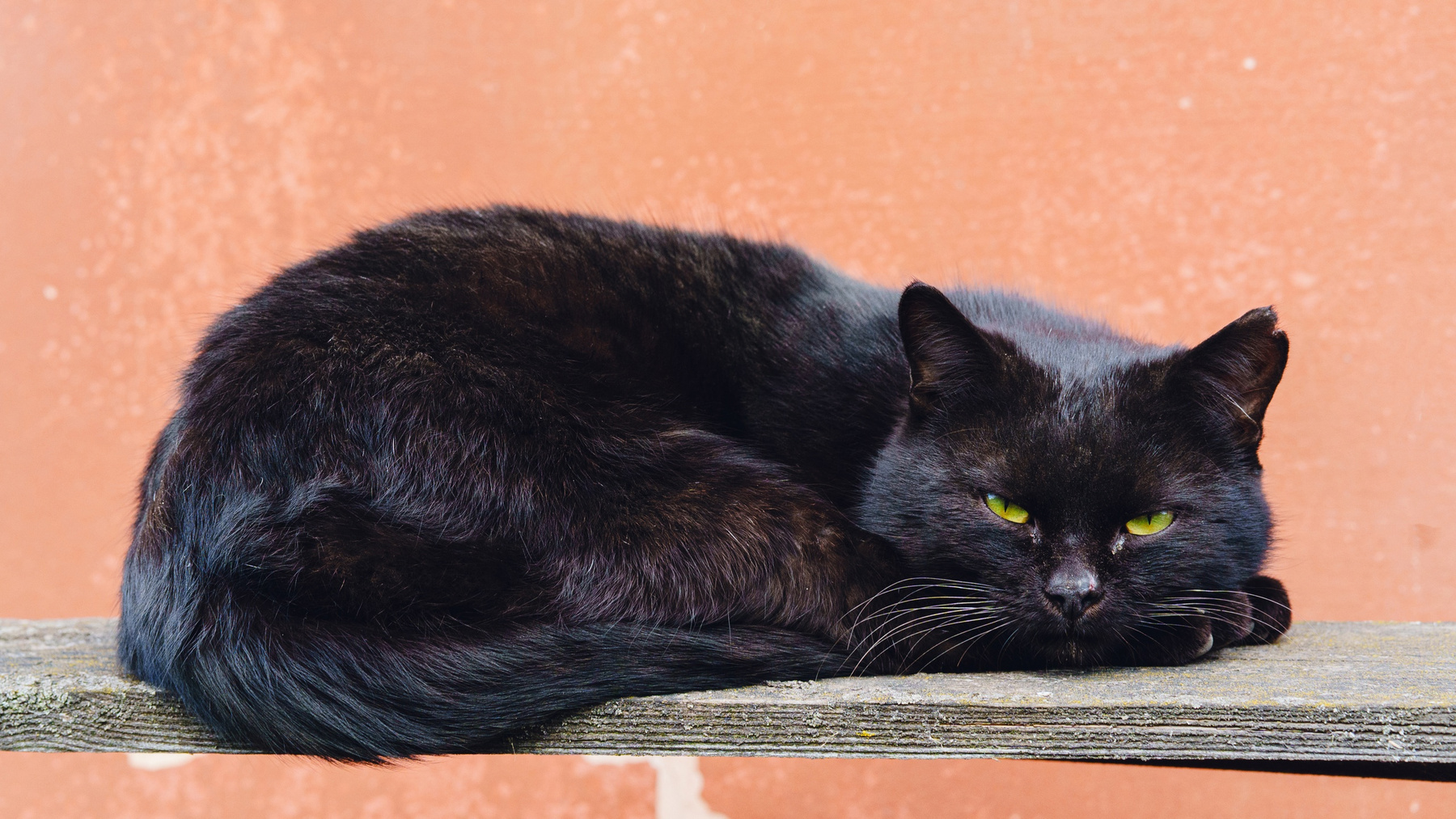 Кот 