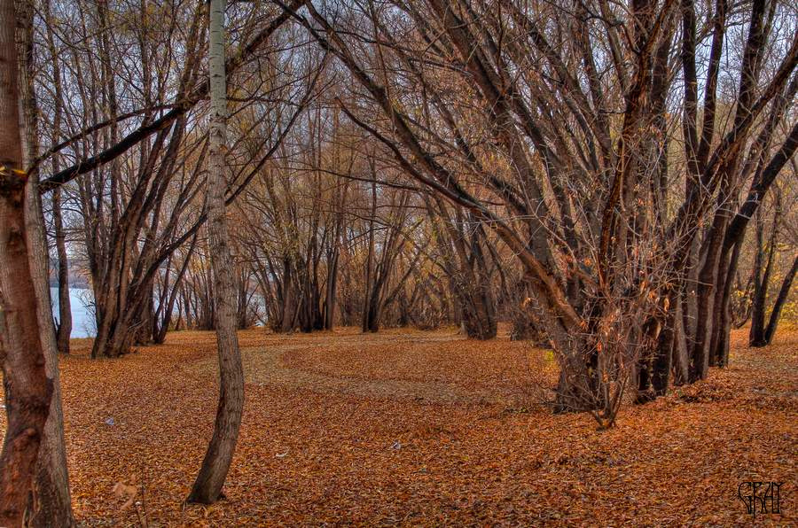 Осень осень деревья