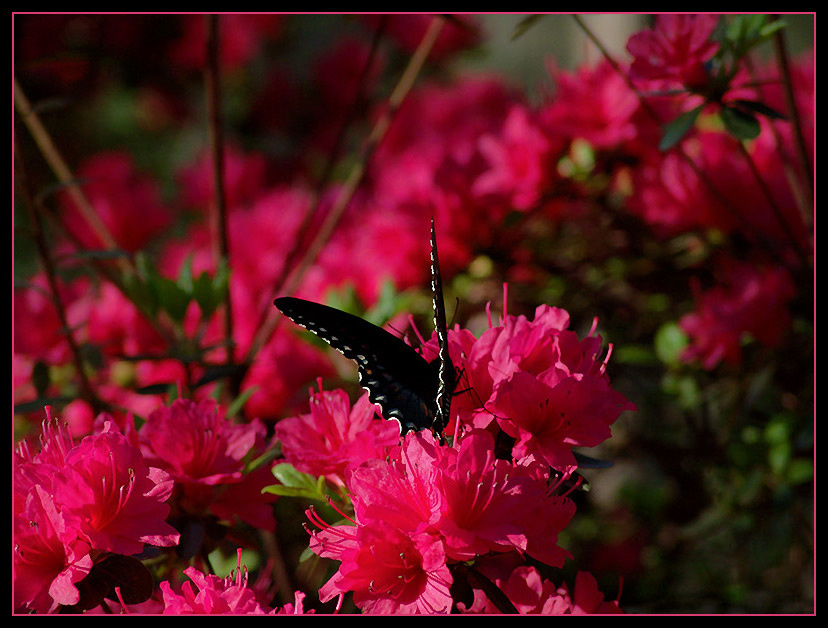 На Углях Azalea,butterfly цветы бабочки