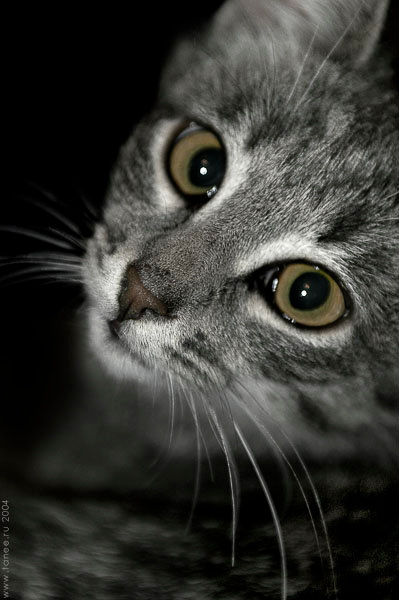 смотрит www.tanee.ru, котенок