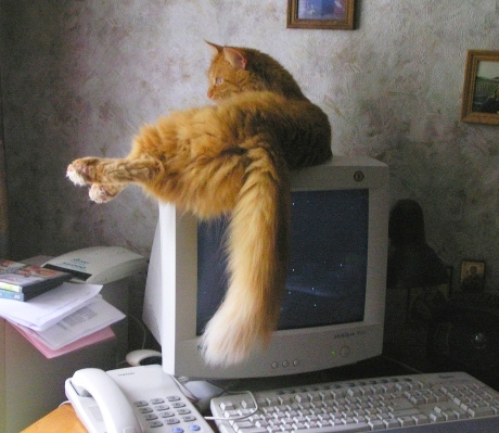 вместо мышки - кошка:) кошка, компьютер