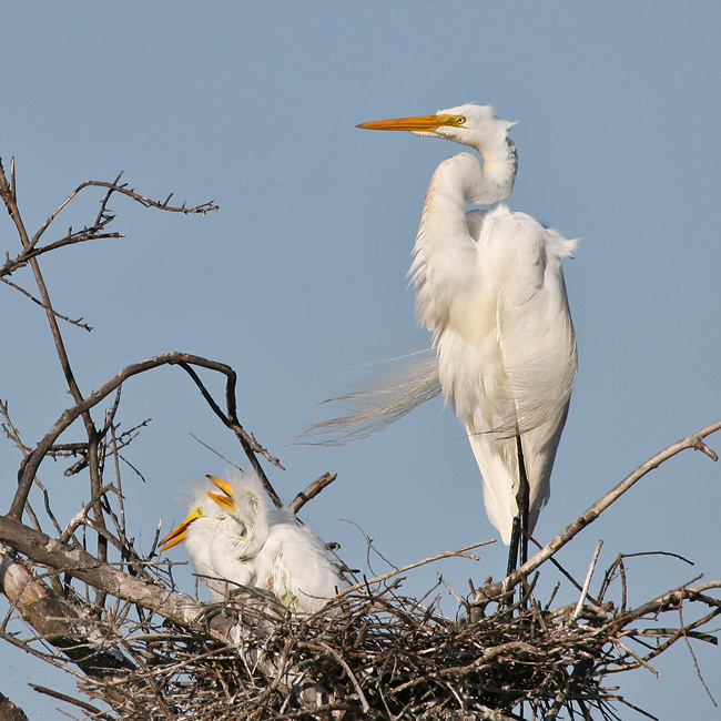 Весна птицы, Большая, белая, цапля, Техас, Great, egret, Texas