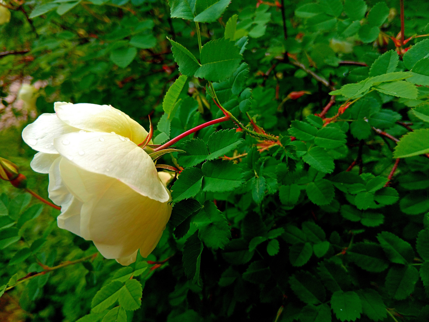 Дикая роза дикая роза цветок растение природа 2026 мобильная фотография мобильное фото
