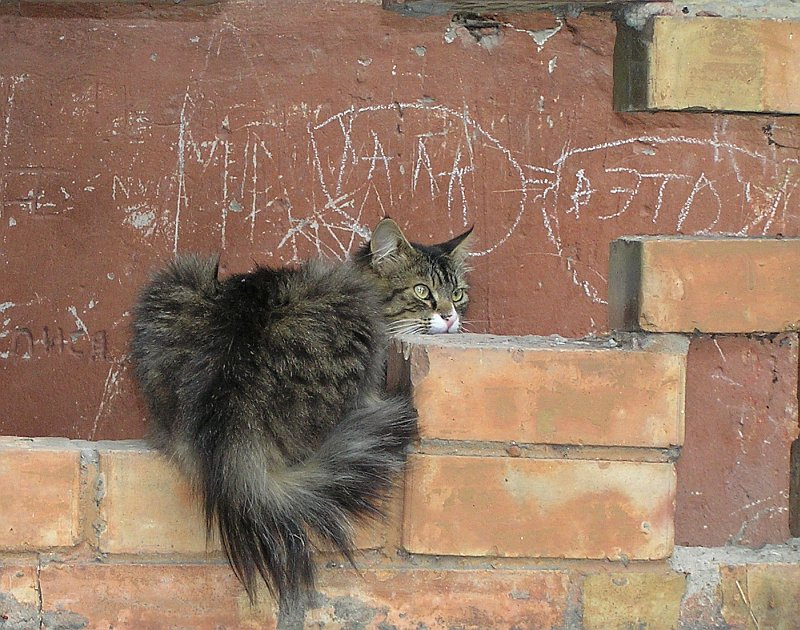 А это я! (Кот, пойманный за расписыванием стен) кот стенка надписи