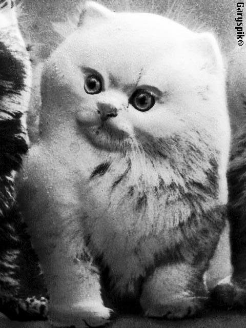Angry Cat 
