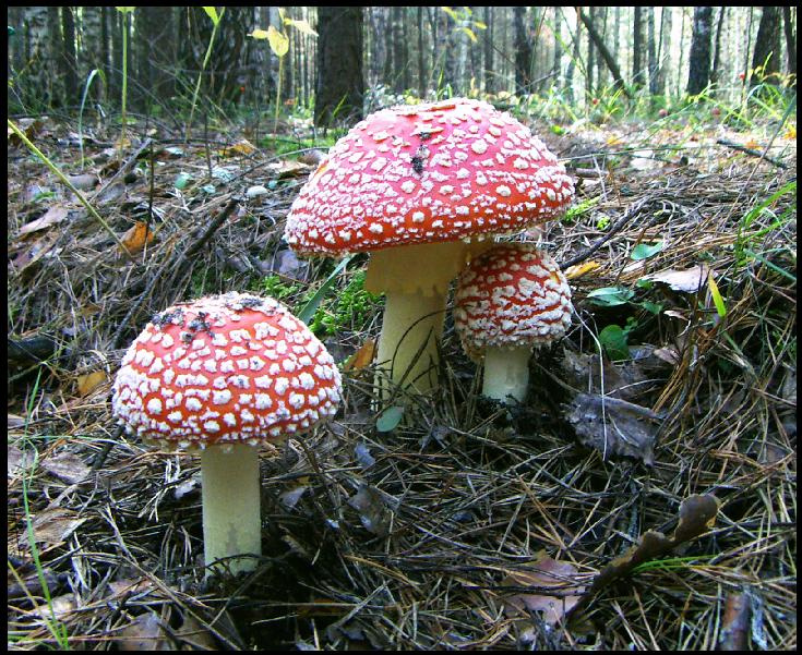 Лесные красавцы Грибы мухоморы