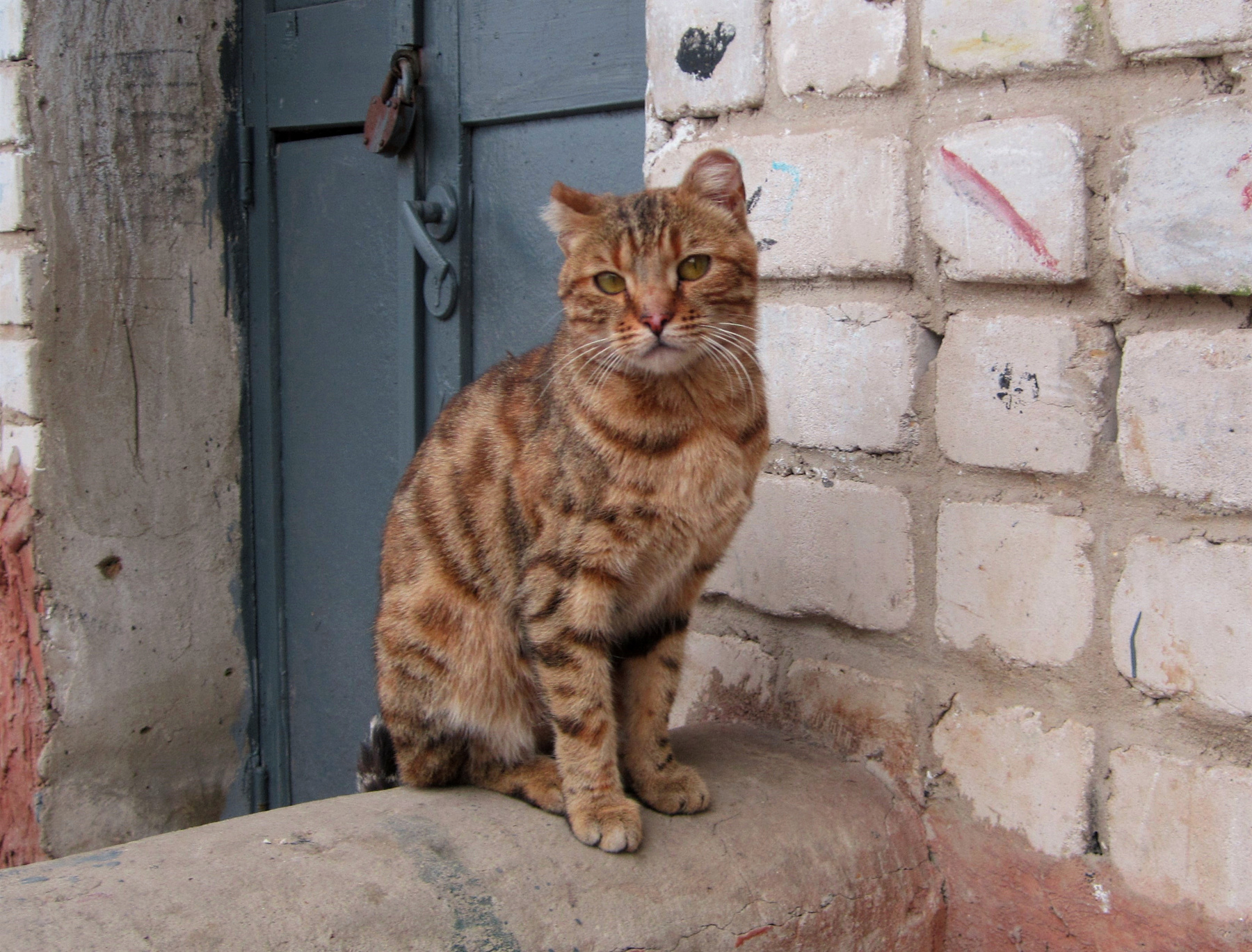 Корноухий Кот кошка животные весна