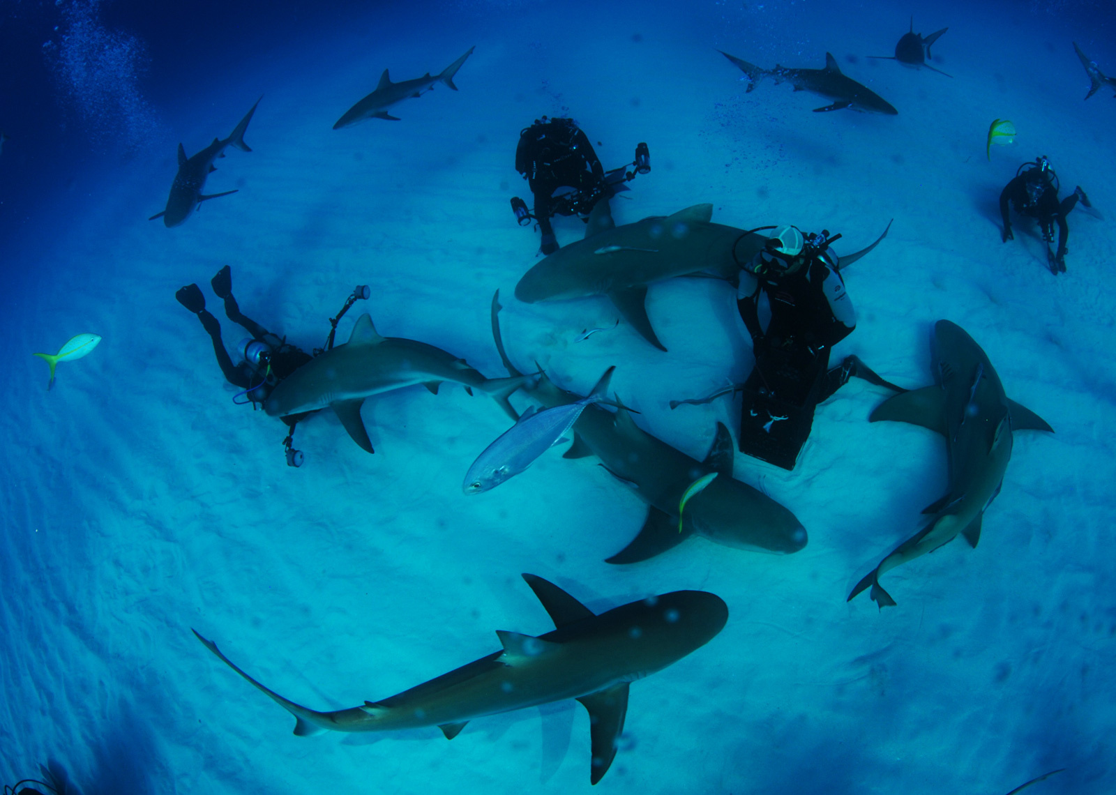 Карусель Bahamas sharks