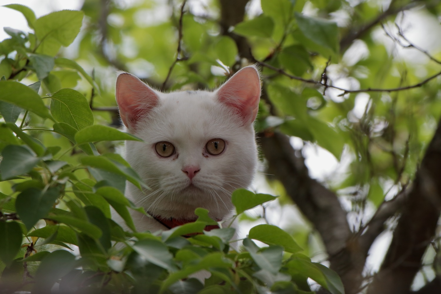 К нам соседка заглянула... кошка