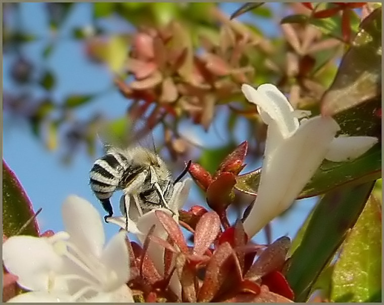 Из попки выпустив крючок,в цветок вцепилась - и...торчок! 