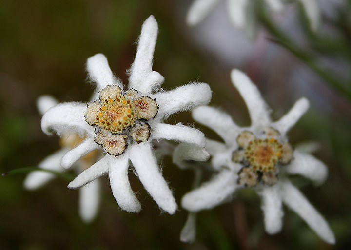 Эдельвейс Edelweiss Эдельвейс Алтай