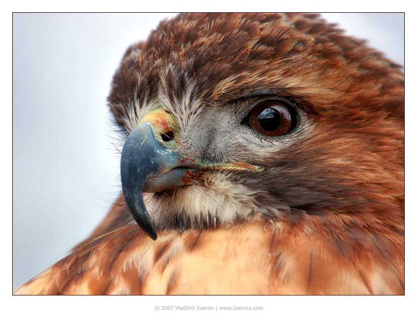 Канюк (портрет) канюк ямайский краснохвостый red-tailed hawk Maryland US