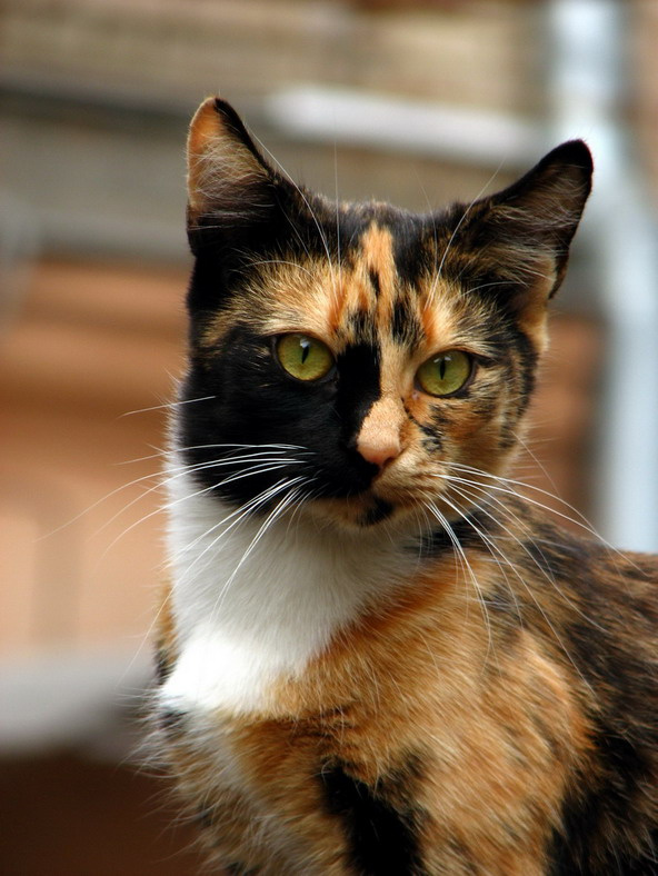 Трехцветная кошка, приносящая счастье Кот, кошка