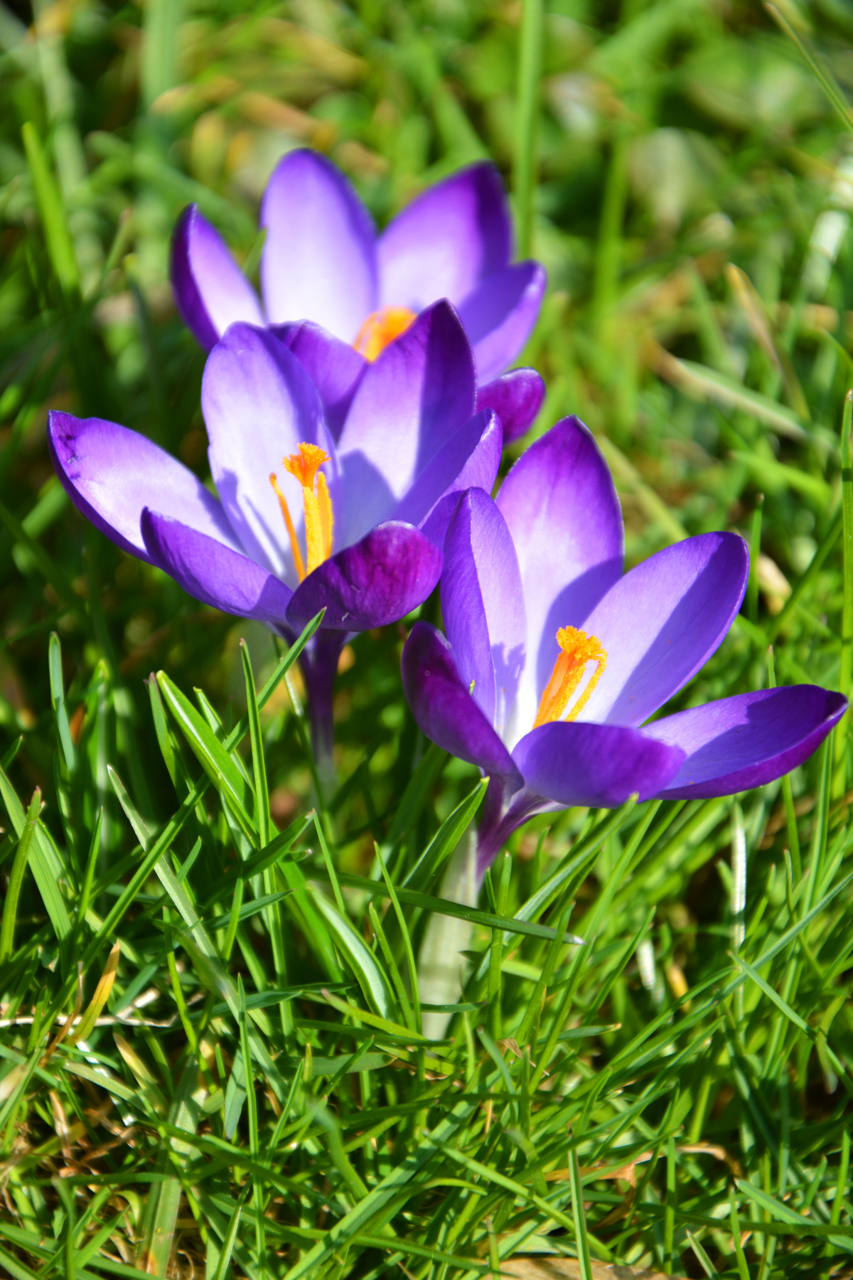 Crocus 