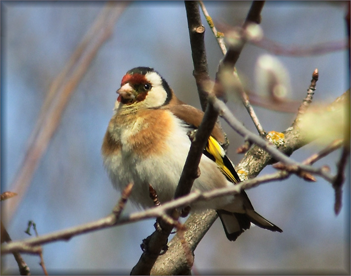 Вождь краснорожих птицы щегол goldfinch