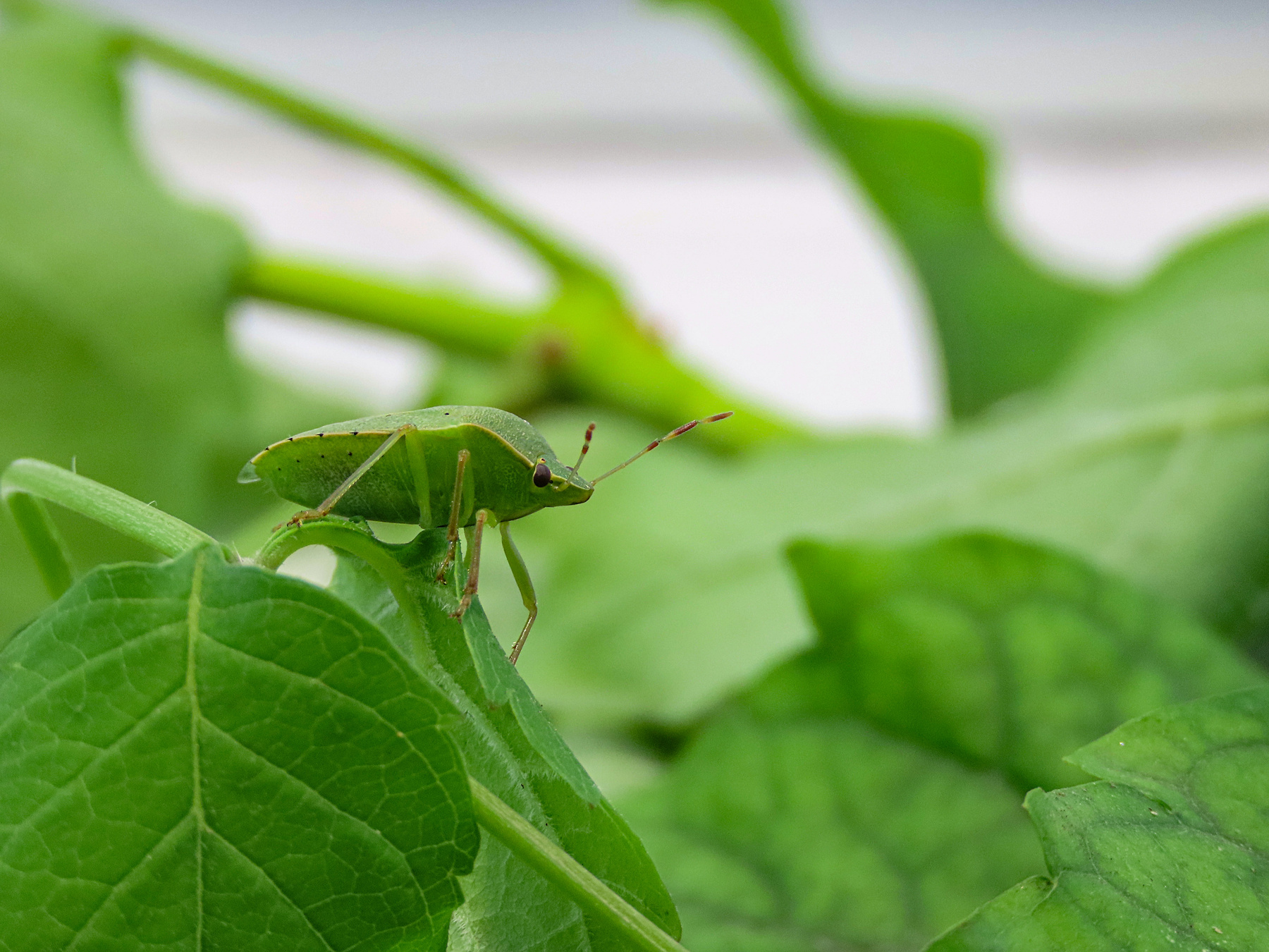 зелёный клоп (Nezara viridula L.) макро клоп насекомые