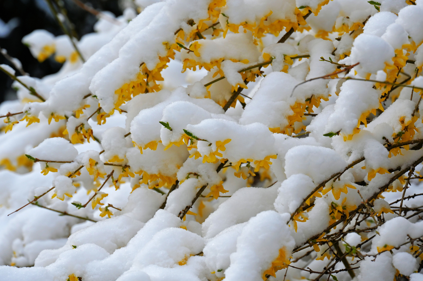 a lot of snow in April 3th 