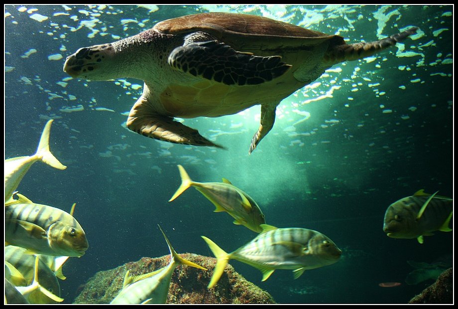 Черепаха франция france морская шаранта charente maritime рошель rochelle черепаха tortue аквариум aquarium