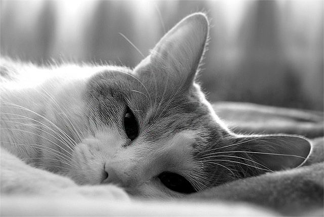 lovely_little_devil кот