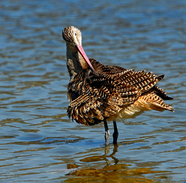 Надо, надо умываться … Мраморный веретенник, Limosa fedoa, Лагуна Малибу, Marbled Godwit, Malibu Lagoon, California