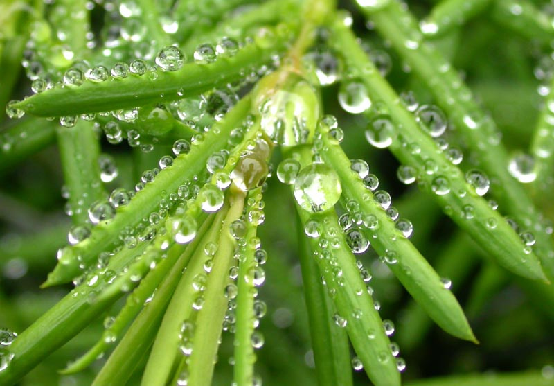 aqua green rain drops