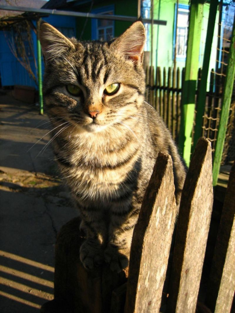 Кошка в деревне кошки