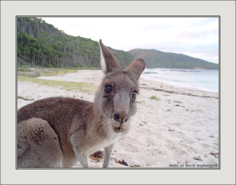 Gday Mate Кенгуру, Пляж, Австралия, Kangaroo, Beach, Australia