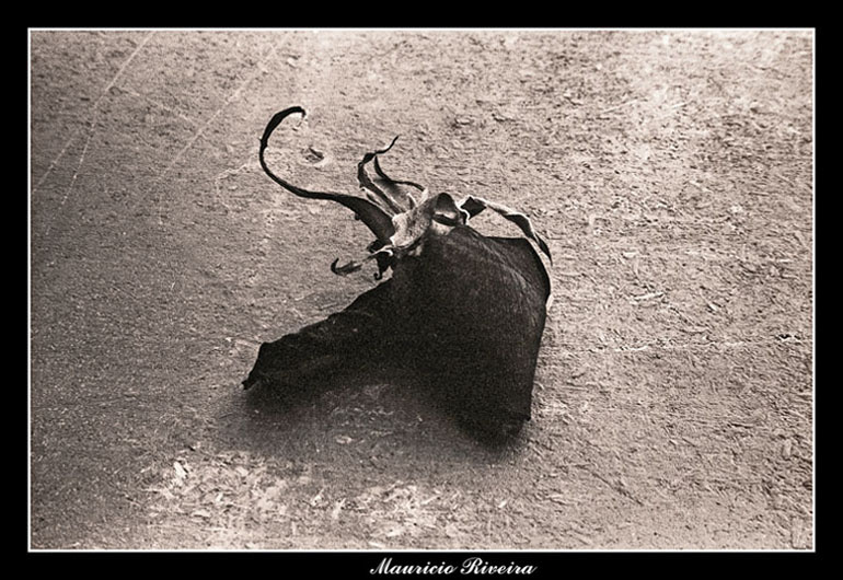 My love is gone...... роза