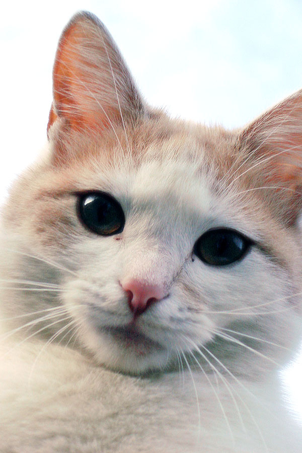 Превед? котофото, кот, кошка, кошко