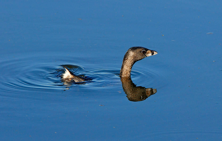 Тонущий птиц Карликовая поганка, Podilymbus podiceps, Лагуна Малибу, Pied-billed Grebe, Malibu Lagoon, California