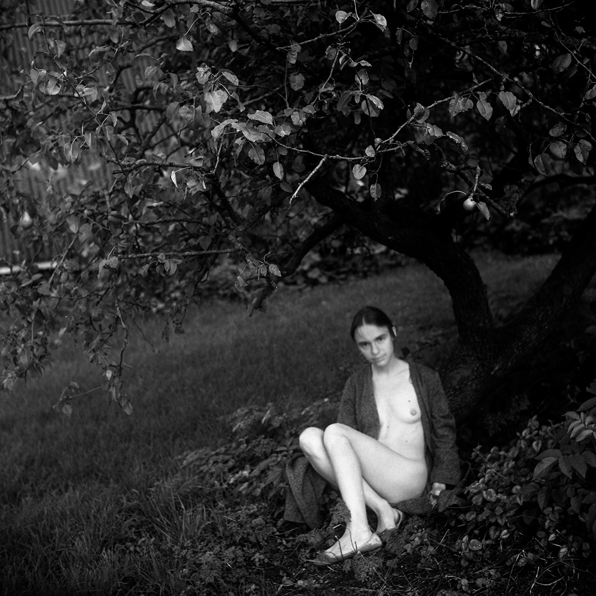 Under the Pear tree 2 