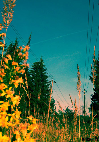 сан дачка