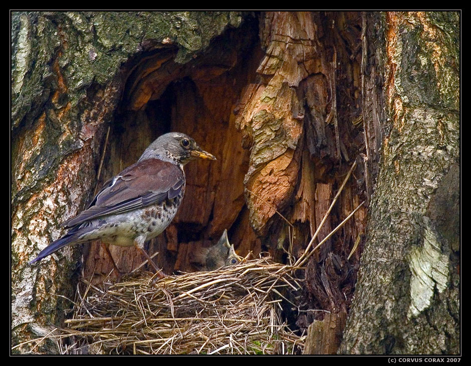 Семейный портрет в интерьере Дрозд рябинник Turdus pilaris