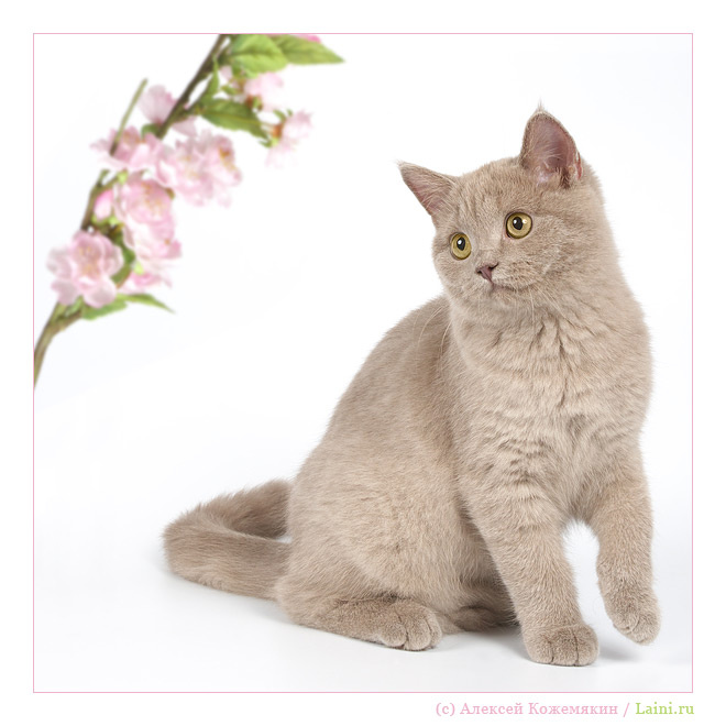 *** кошка портрет