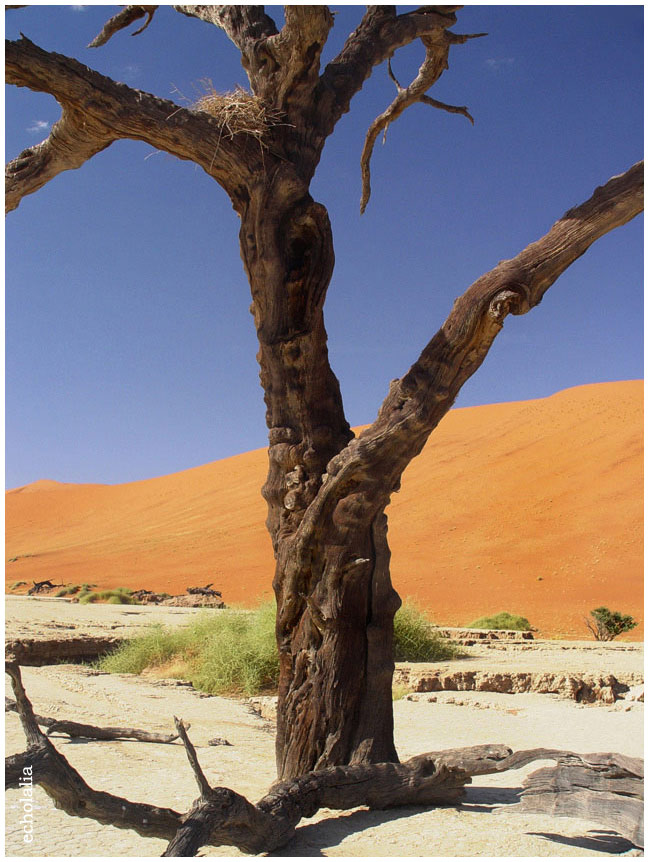 Deadvlei, пустыня Намиб намибия,пустыня