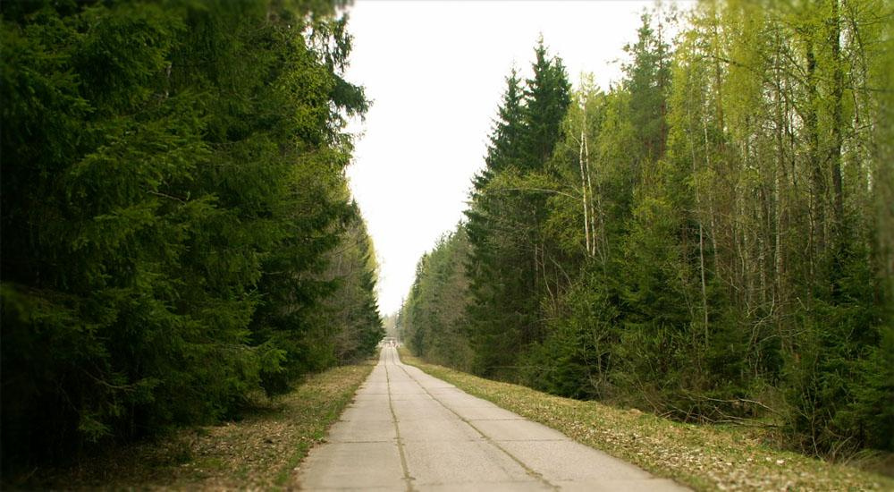 Лесная бетонка лес дорога лето дерево даль путь