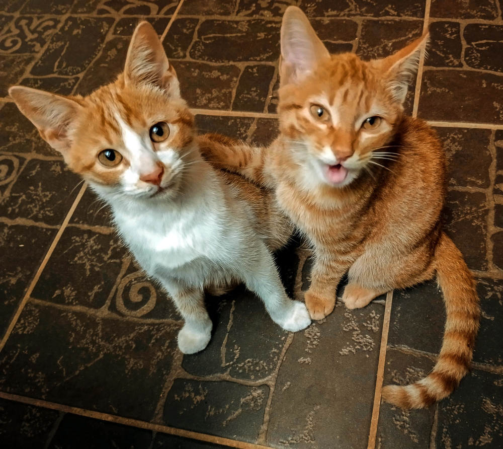 Друганы. котята
