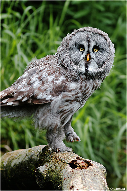 great grey owl great grey owl birds