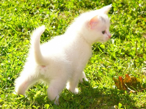 Пограничный кот Сеня \"Котомафия\" кот