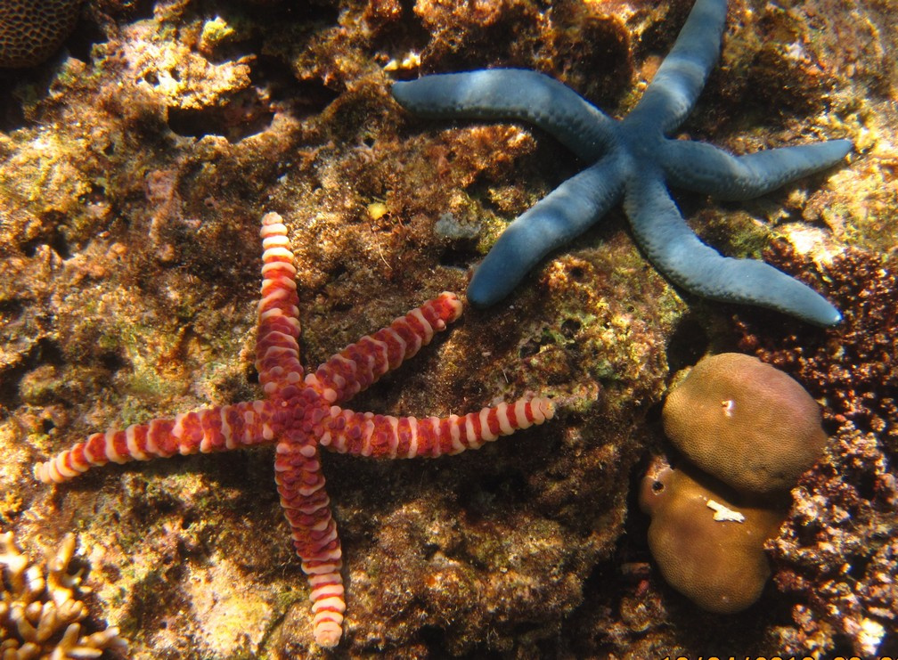 две звезды Филиппины, море, морские звезды