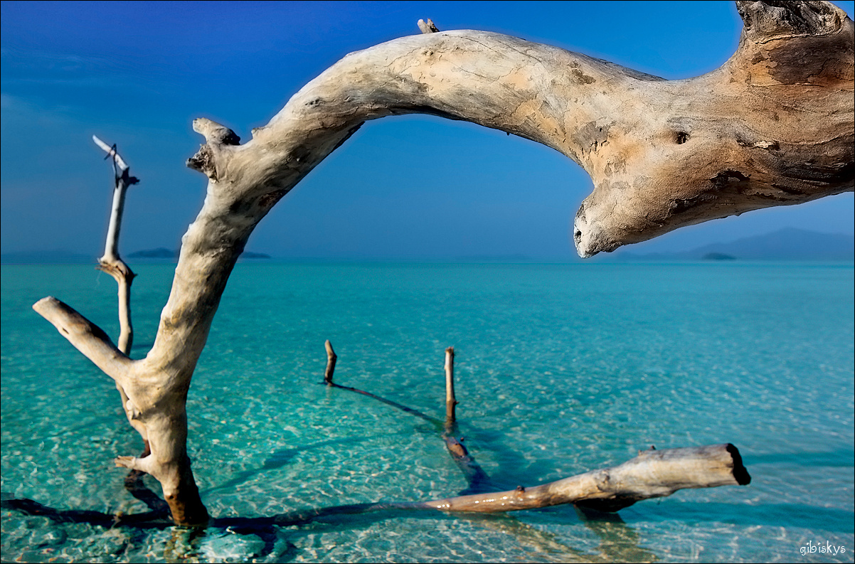 *** филиппины, коряга, дерево, море, остров,