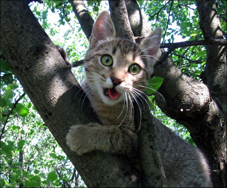 ОГО!! кошка