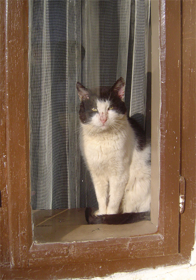 домашний (r) 